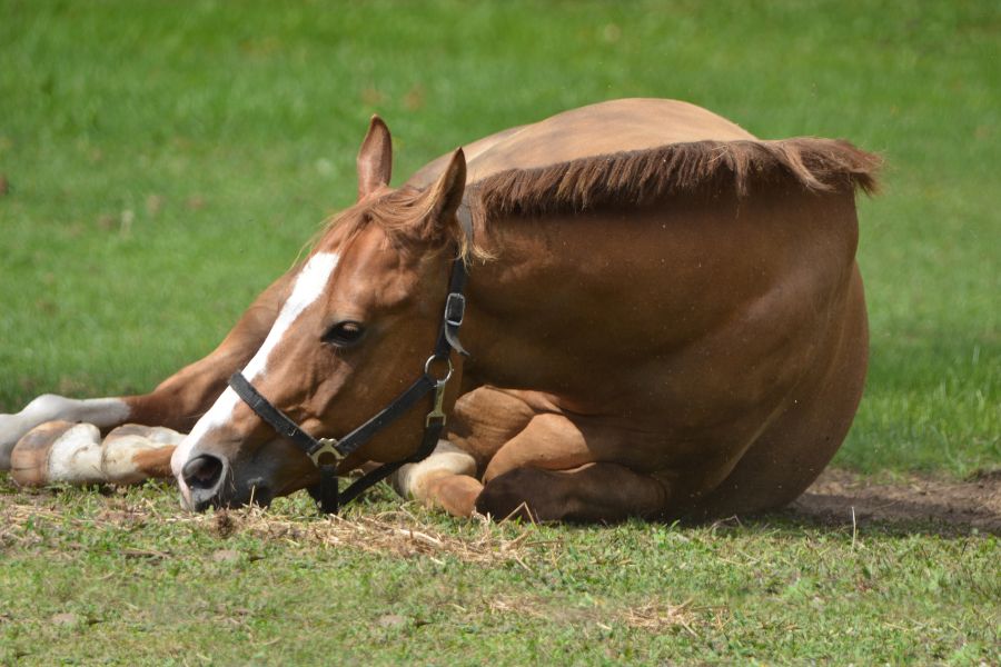 A Guide to Preventing and Caring for Equine Colic