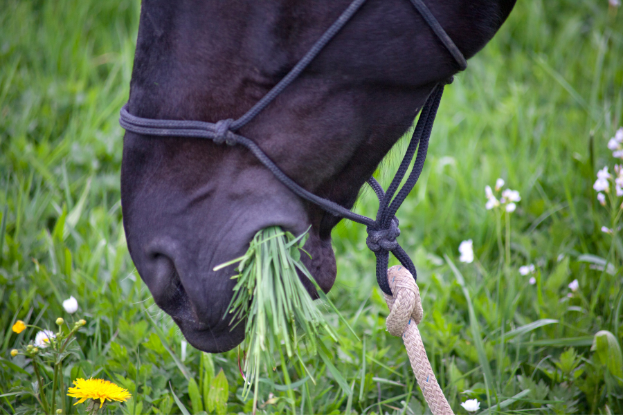 How Much Land Do You Need for a Horse?