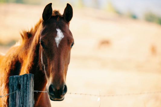 How to Set Up a Clean, Safe Paddock for Your First Horse