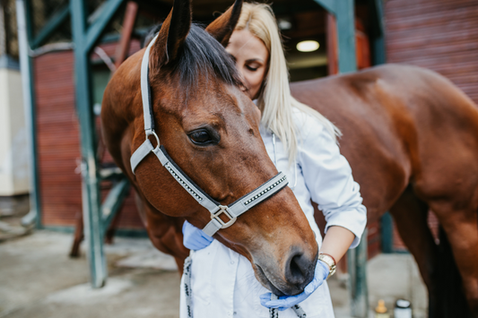 Making Quality Time with Your Horse a Priority in the New Year (And How Paddock Blade Can Help!)