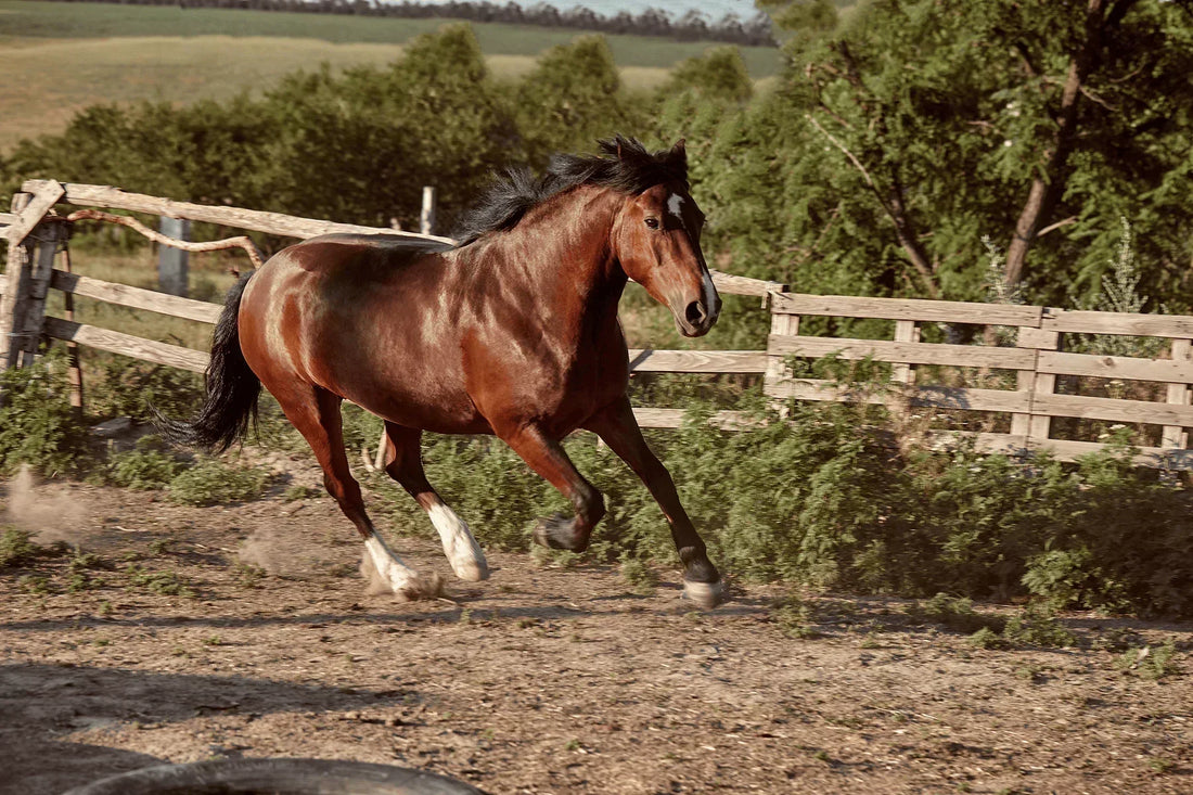 How Much Horsepower Does a Horse Have? Myth vs. Reality Explained