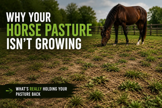 Why Your Horse Pasture Isn’t Growing (Even After Rain): Causes & Solutions