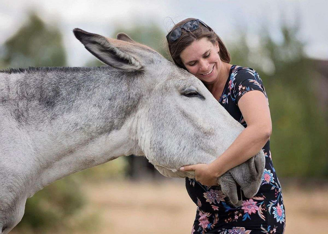 We Love the American Mammoth Jackstock: The Gentle Giants of the Equine World