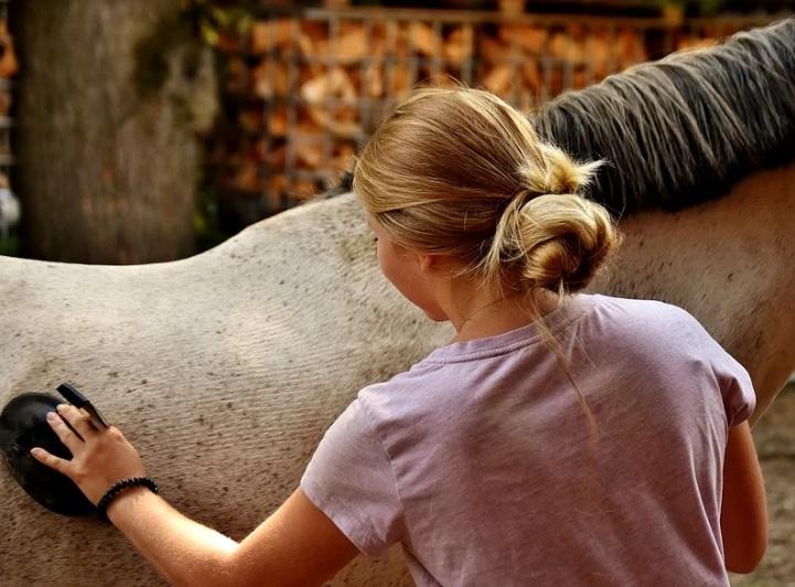 Australian Summer Horse Care Tips