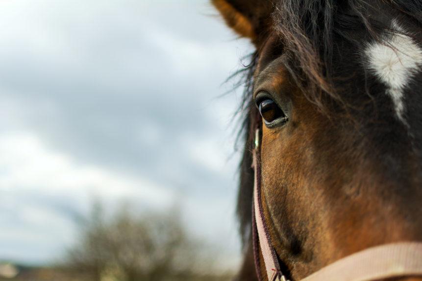 caring for your horse as it gets older