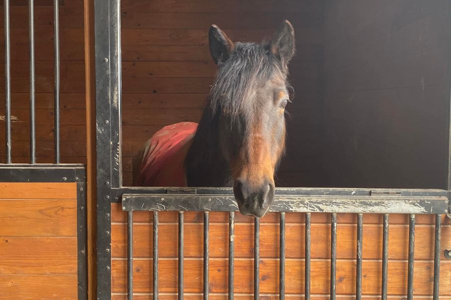 How to Cope with Losing a Horse: A Guide to Healing