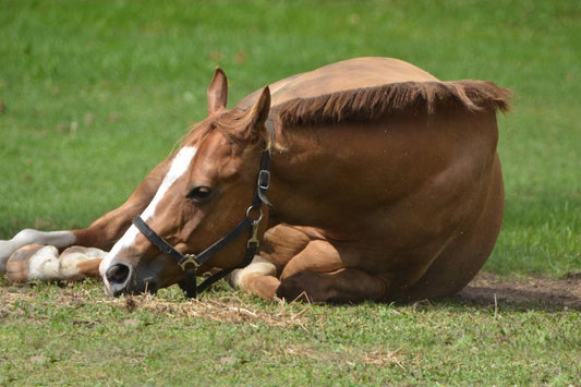 A Guide to Preventing and Caring for Equine Colic