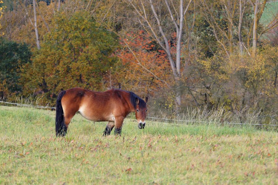 Essential Fall Diet Transitions for Your Horse as Summer Winds Down