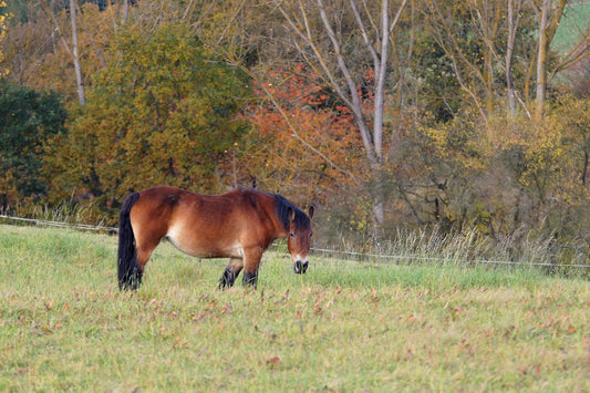 Essential Fall Diet Transitions for Your Horse as Summer Winds Down