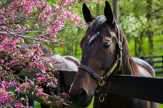 Preparing Your Horse For Spring