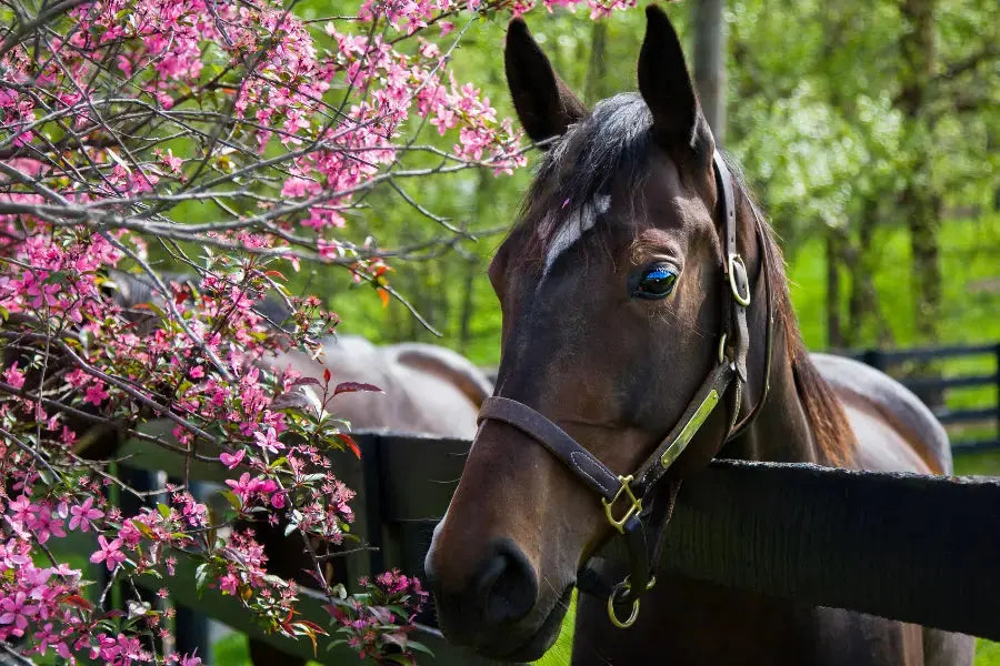 Preparing-Your-Horse-For-Spring Paddock Blade USA