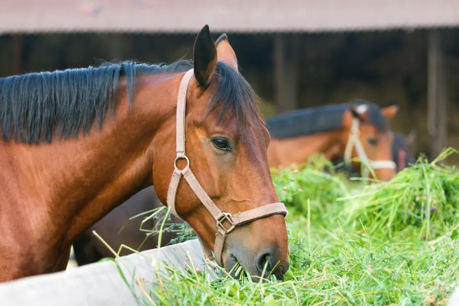 The-Dangers-of-Leaving-Halters-on-Horses-Unattended Paddock Blade USA