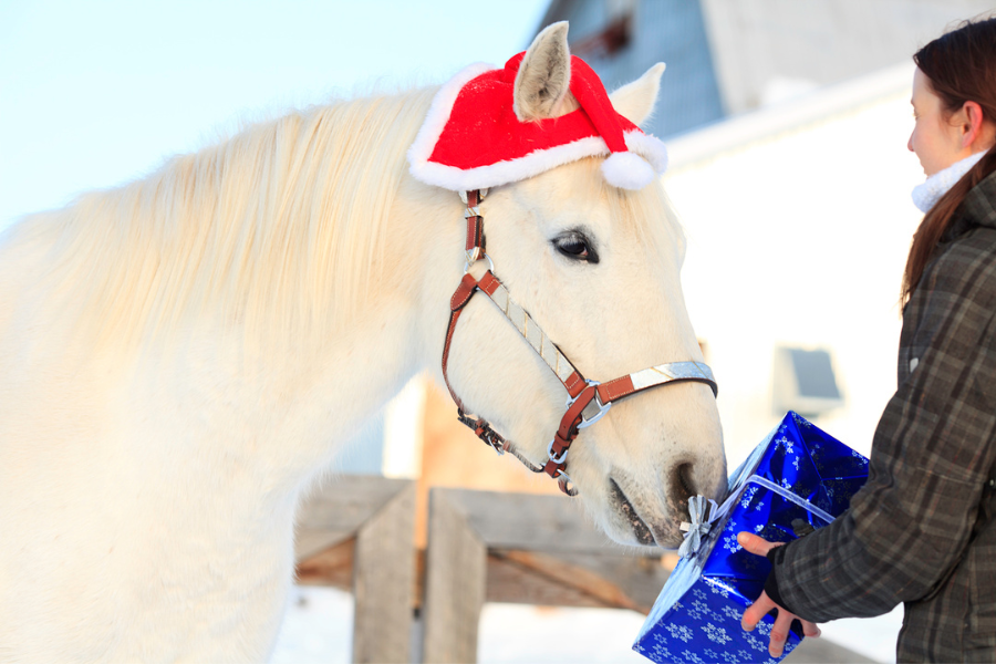 The Best Gifts for Horse Girls 2023