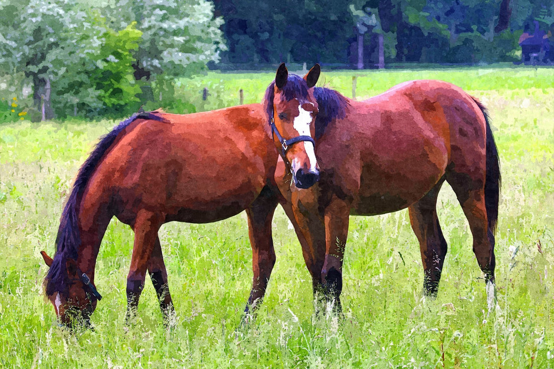 Horses in Mind Brisbane: Proud New Partner of Paddock Blade