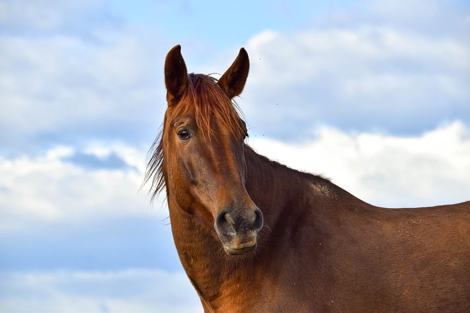 How to Prevent Gastric Ulcers In Horses