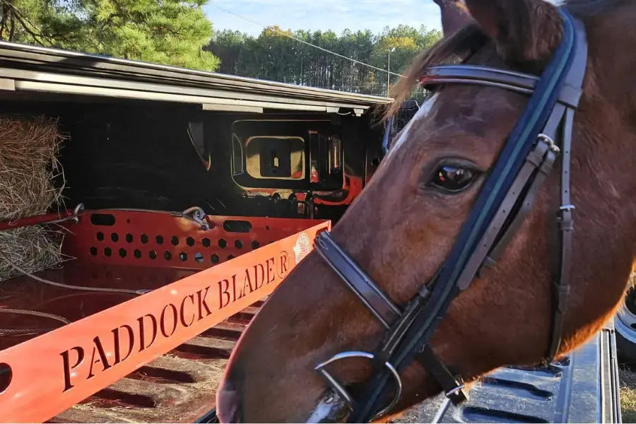 a horse next to a paddock blade manure collection tool