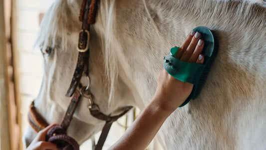 Horse Grooming Routine: Step-by-Step Care for Every Day