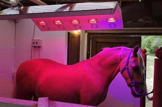 What Are Horse Solariums and Why Are They Good for Your Horse?