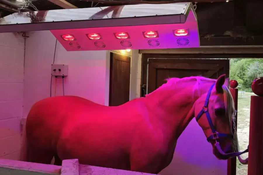 What-Are-Horse-Solariums-and-Why-Are-They-Good-for-Your-Horse Paddock Blade USA