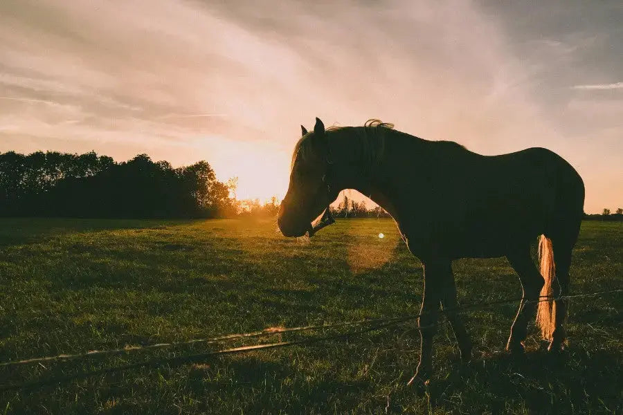How-to-Reduce-Flies-and-Parasites-in-Horse-Environments Paddock Blade USA