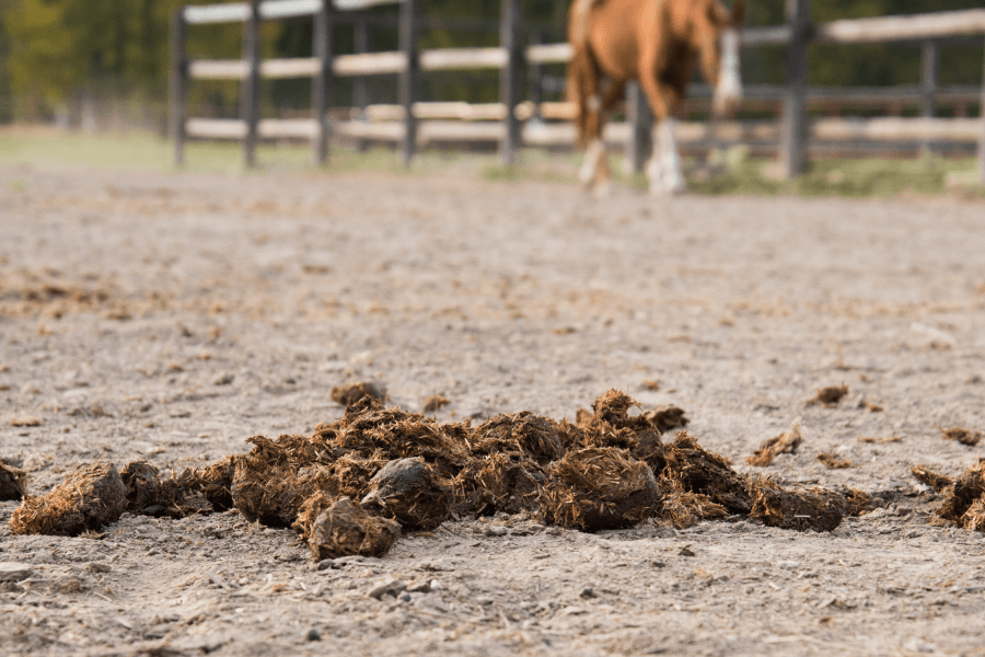 Horse Poop Facts: Everything You Need to Know