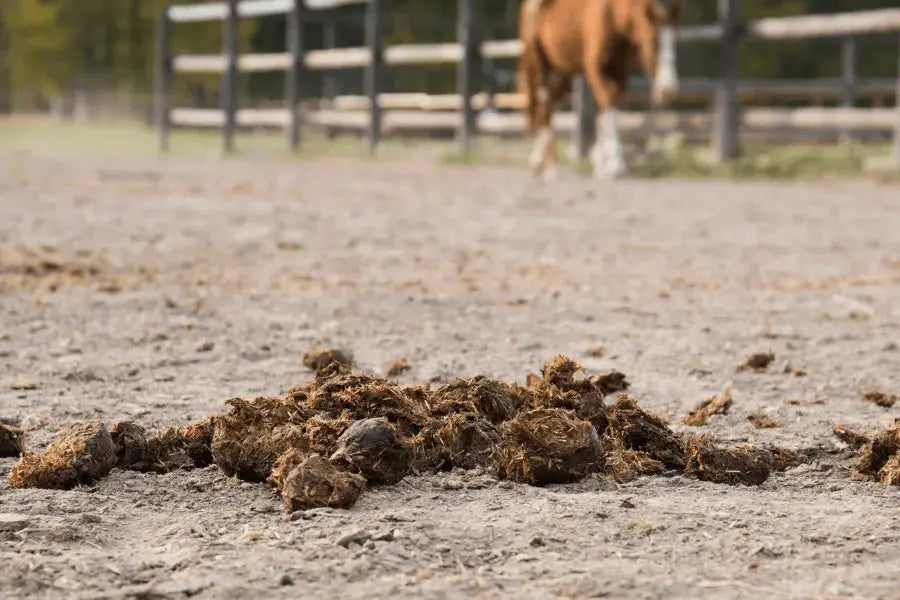Horse-Poop-Facts-Everything-You-Need-to-Know Paddock Blade USA