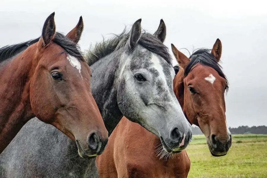 Purchasing a Horse Series: An Overview of the Entire Process