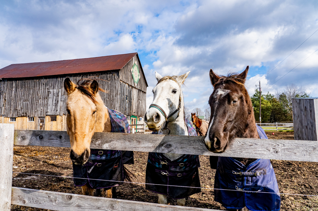 The 4 Most Important Reasons to Remove Horse Poo From Your Paddocks