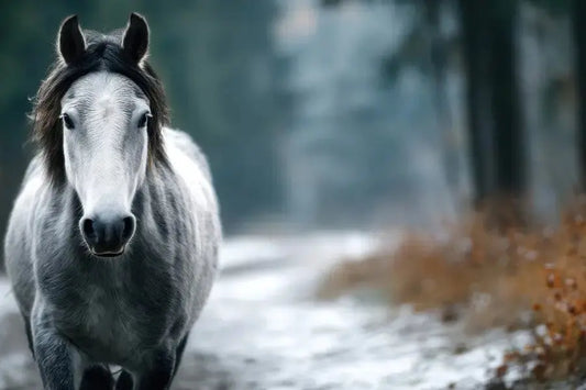 Horse-Care-Checklist-Preparing-Your-Paddocks-for-Winter Paddock Blade USA