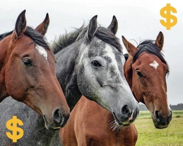 How Much Does It Cost To Own A Horse In 2021?