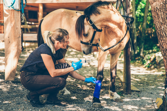 Basic Horse Care: Essentials Every New Owner Should Know