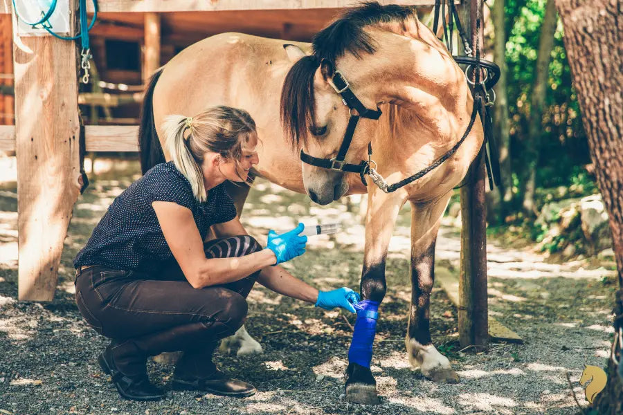 Basic-Horse-Care-Essentials-Every-New-Owner-Should-Know Paddock Blade USA