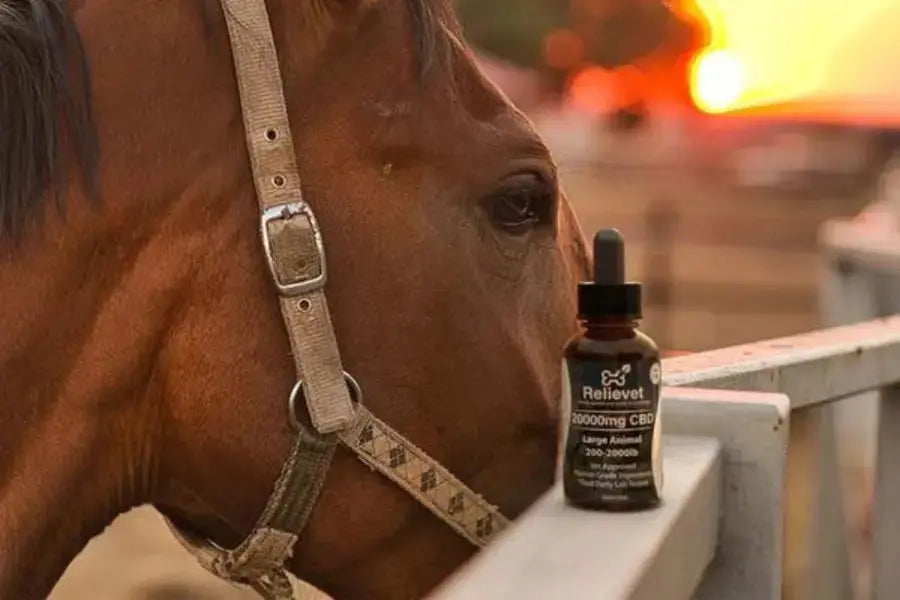 Exploring the Benefits of CBD for Horses