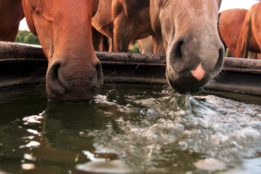 The Importance of Keeping Horses’ Water Troughs Clean During the Summer