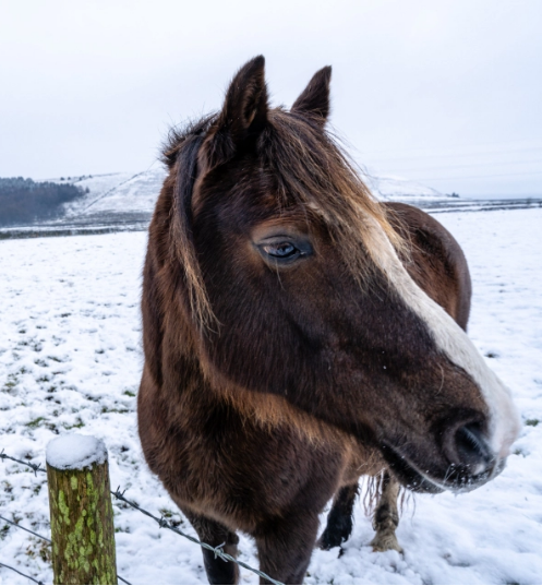 winter horse riding tips