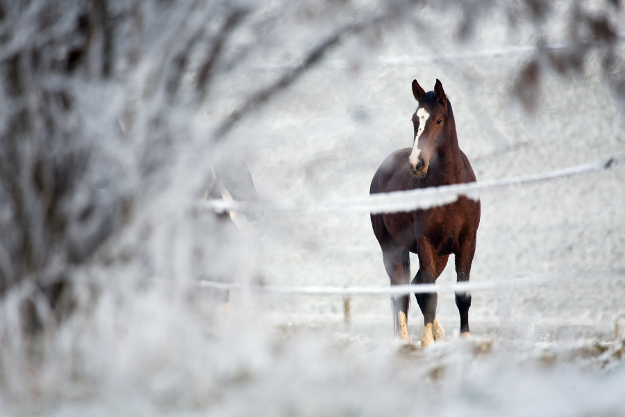 How Paddock Blade Can Revolutionize Your Winter Maintenance