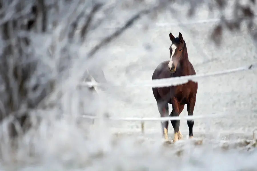 How-Paddock-Blade-Can-Revolutionize-Your-Winter-Maintenance Paddock Blade USA