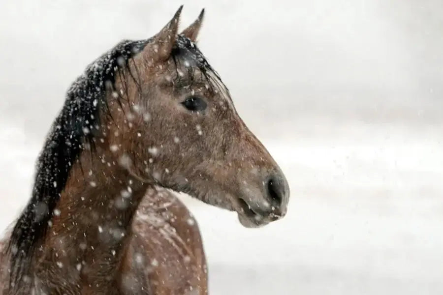 Winter Pasture Care Tips for Healthy Horses