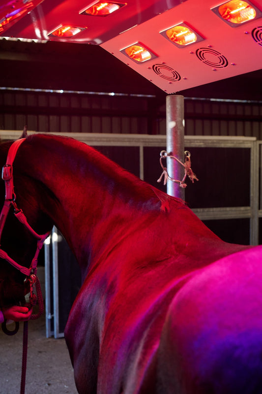Horse Solariums: Benefits, Costs, and How They Work Paddock Blade USA