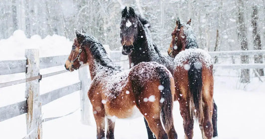Three dark horses in the winter outside