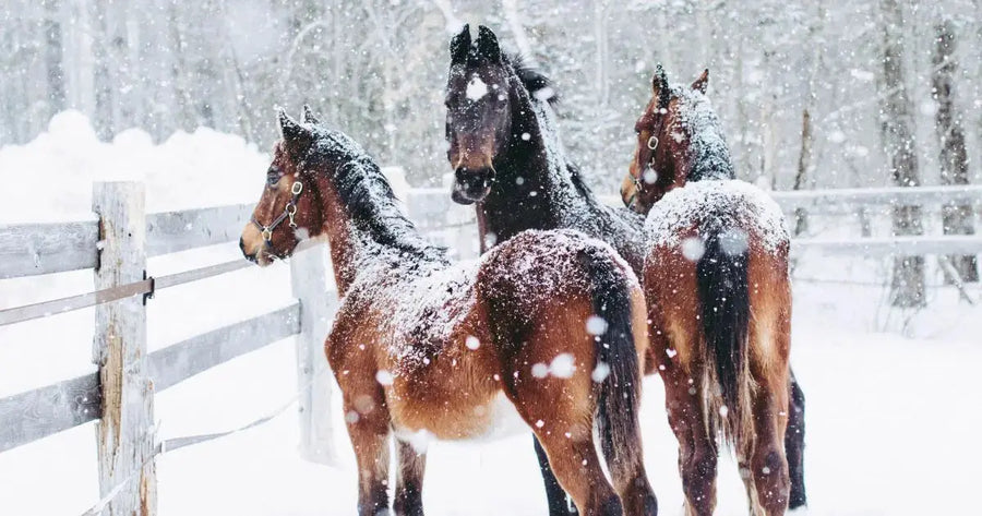 Three dark horses in the winter outside