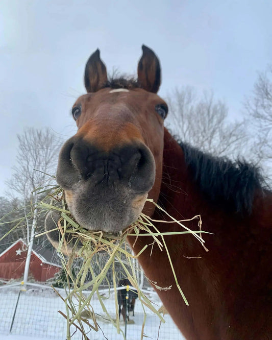 Brown horse in paddock eating hay