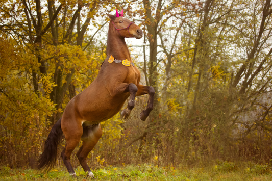 Spooky Horse Stories for Halloween: Tales from the Paddock