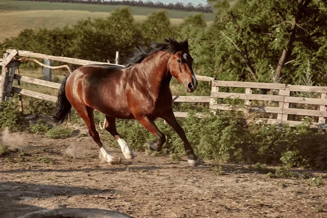 How-Much-Horsepower-Does-a-Horse-Have-Myth-vs.-Reality-Explained Paddock Blade USA