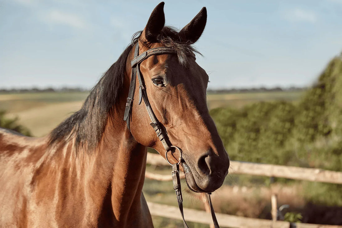 Can Horses Throw Up? The Surprising Truth About Equine Digestion