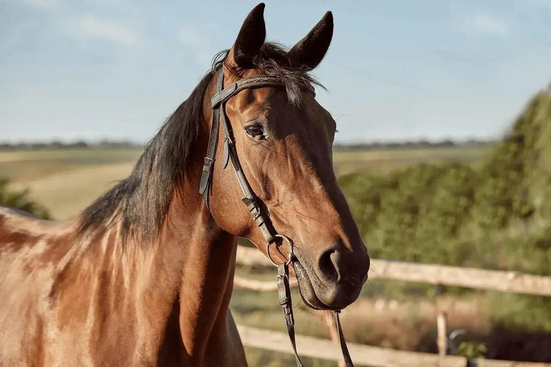Can-Horses-Throw-Up-The-Surprising-Truth-About-Equine-Digestion Paddock Blade USA