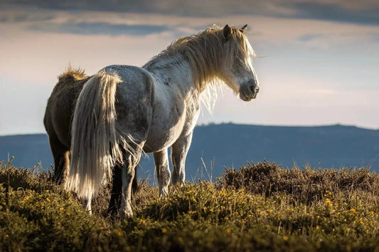 Meet-the-Giants-Discover-the-Largest-Breed-of-Horse-in-the-World Paddock Blade USA