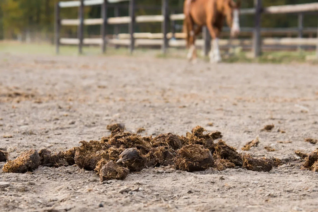 A Complete Guide to Horse Manure Management