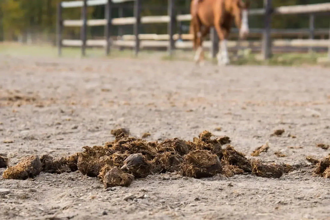 A-Complete-Guide-to-Horse-Manure-Management Paddock Blade USA