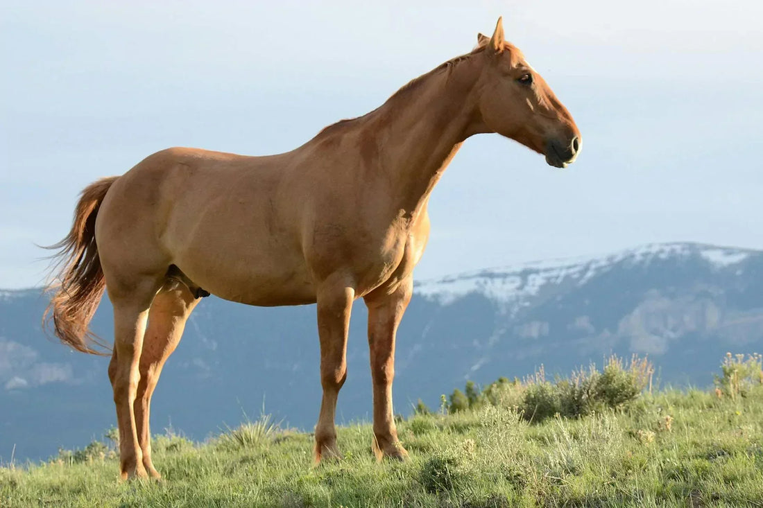 The Most Expensive Horse in the World: Top Record Prices